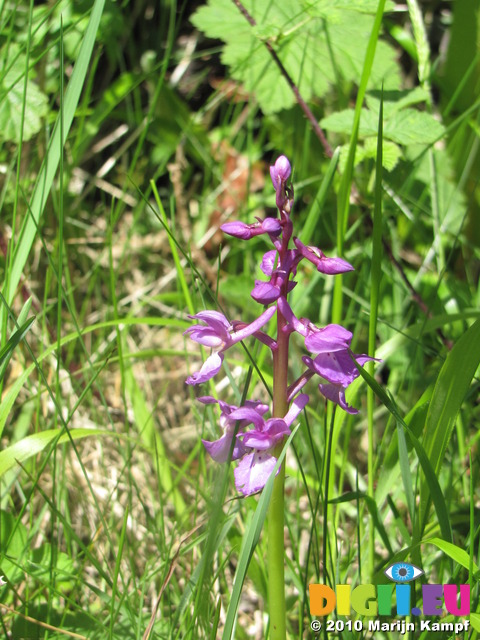 SX14176 Early purple orchids (Orchis mascula)